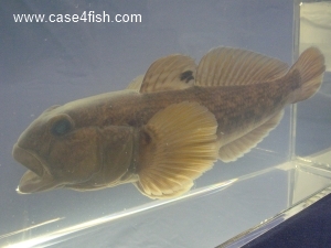 Foto Galerie/Gobiiformes/Neogobius melanostomus/Neogobius melanostomus_06_S.jpg